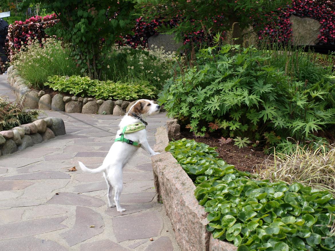 Jack russell terrier Labell - Labell i jesperhus blomsterpark. billede 3