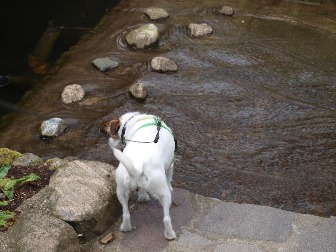 Jack russell terrier Labell - I jesperhus blomsterpark. billede 18