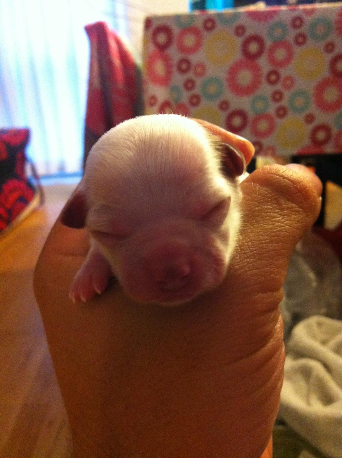 Chihuahua Chelsea billede 14