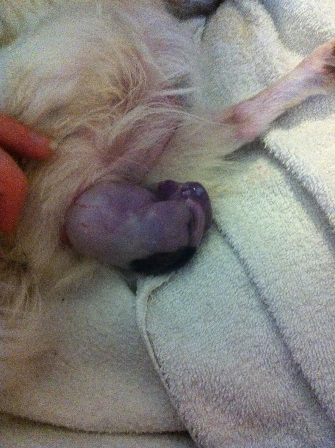 Chihuahua Chelsea billede 15