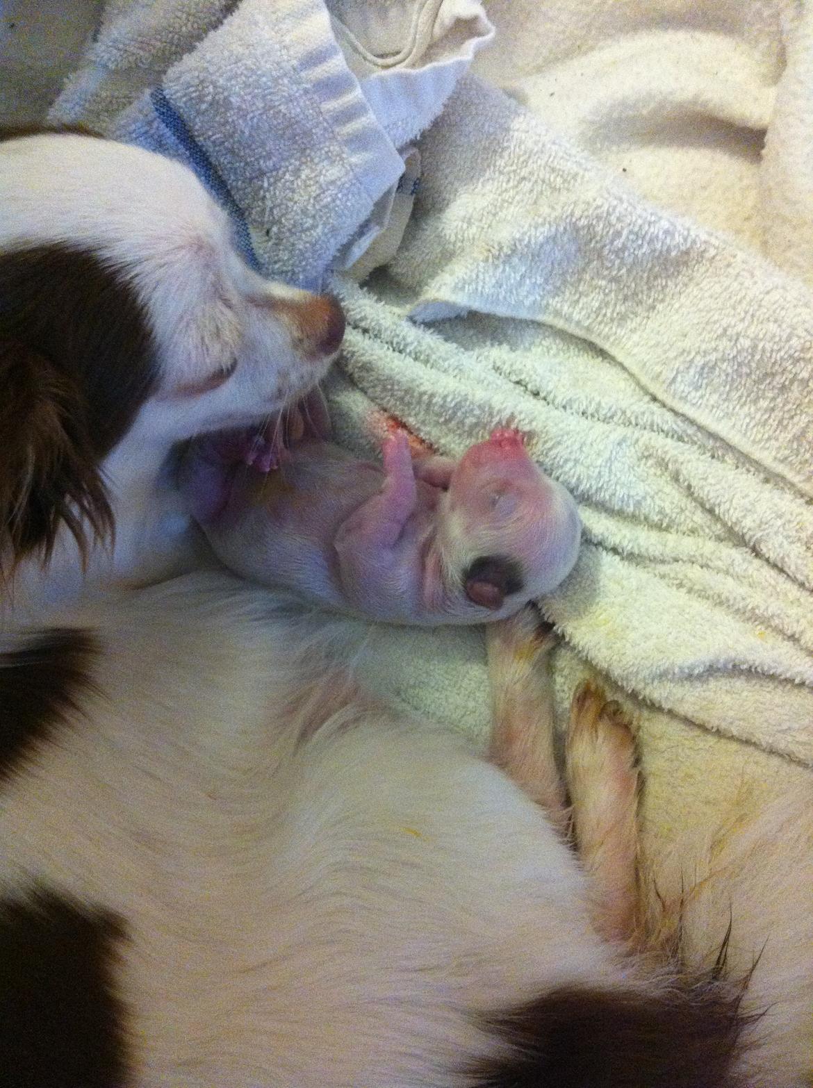 Chihuahua Chelsea billede 16