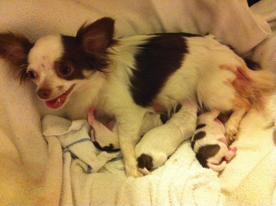 Chihuahua Chelsea billede 17