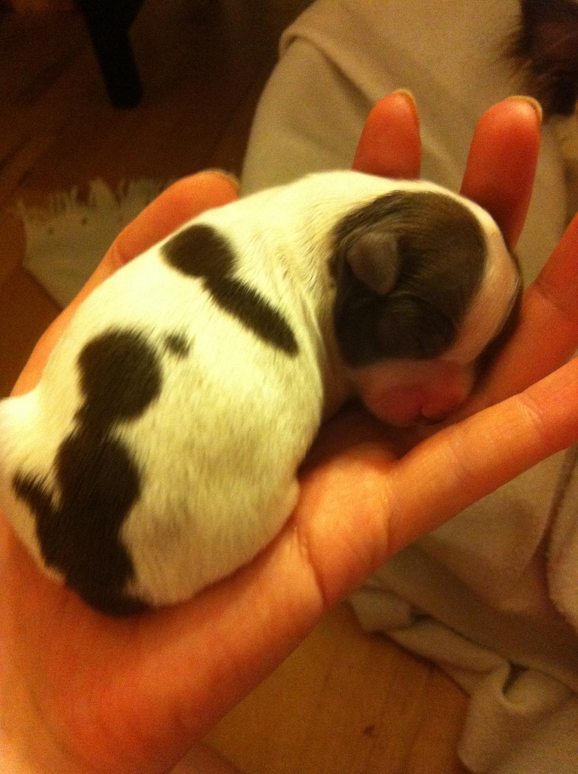 Chihuahua Chelsea billede 18