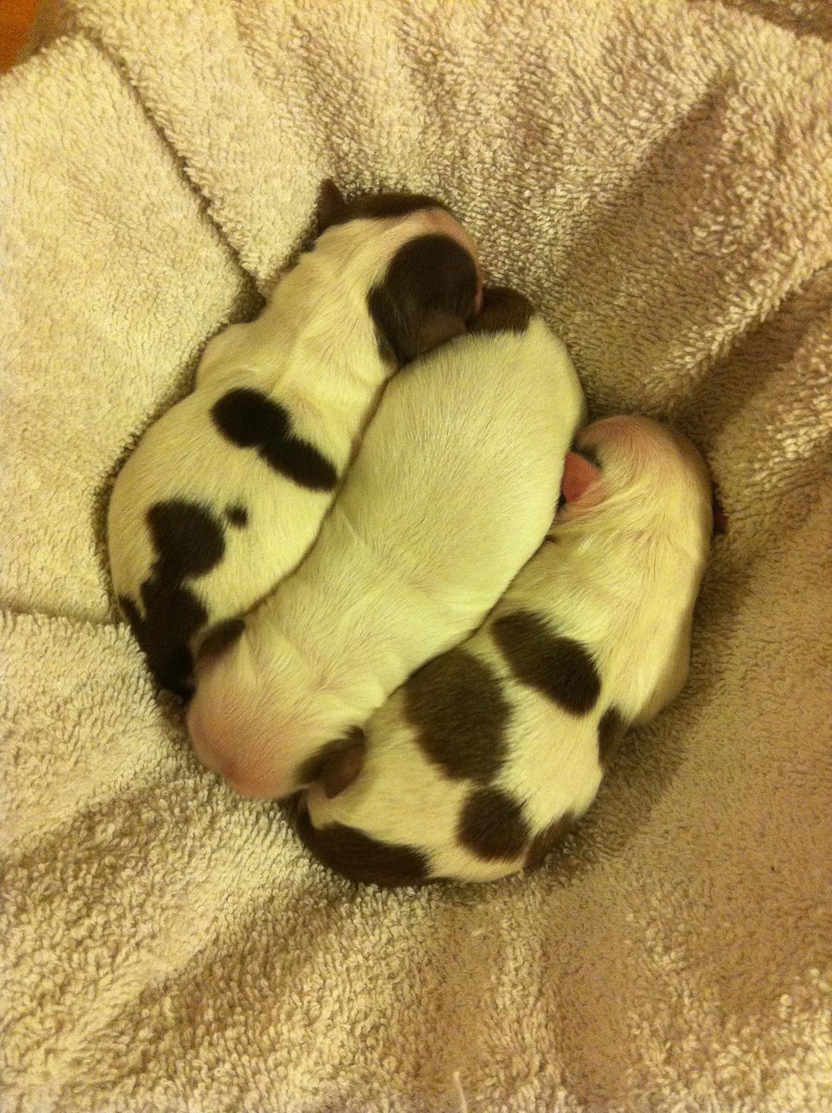 Chihuahua Chelsea billede 19