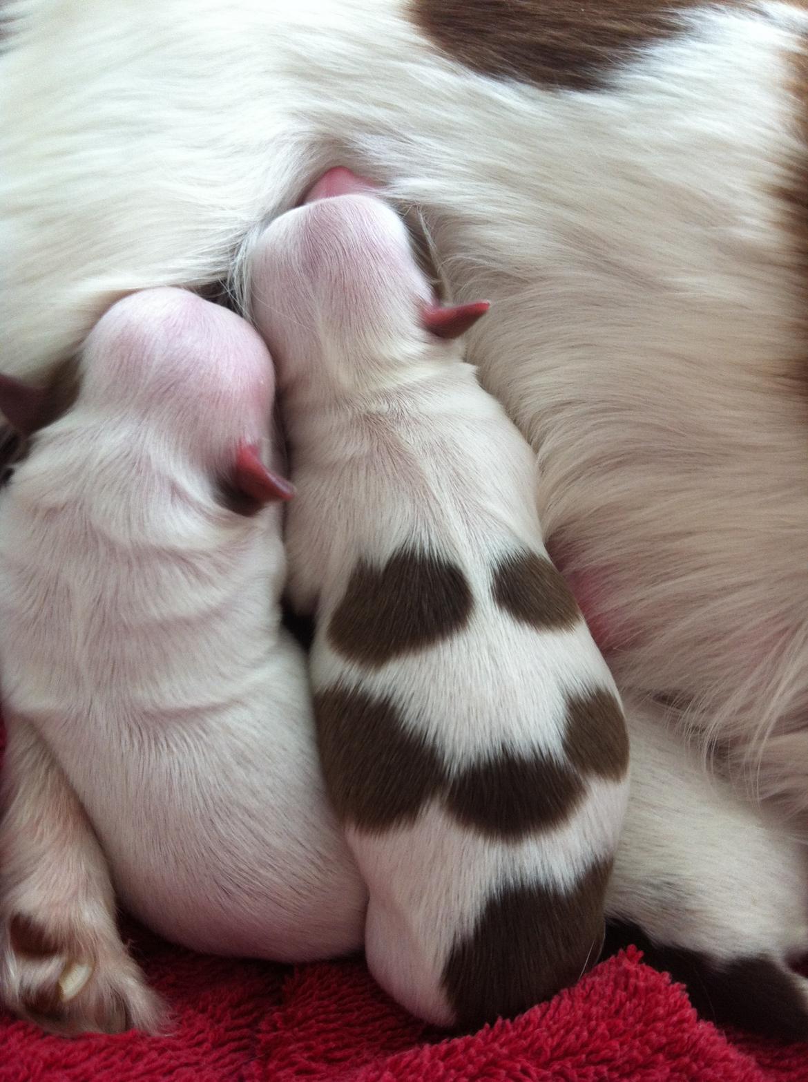 Chihuahua Chelsea billede 20