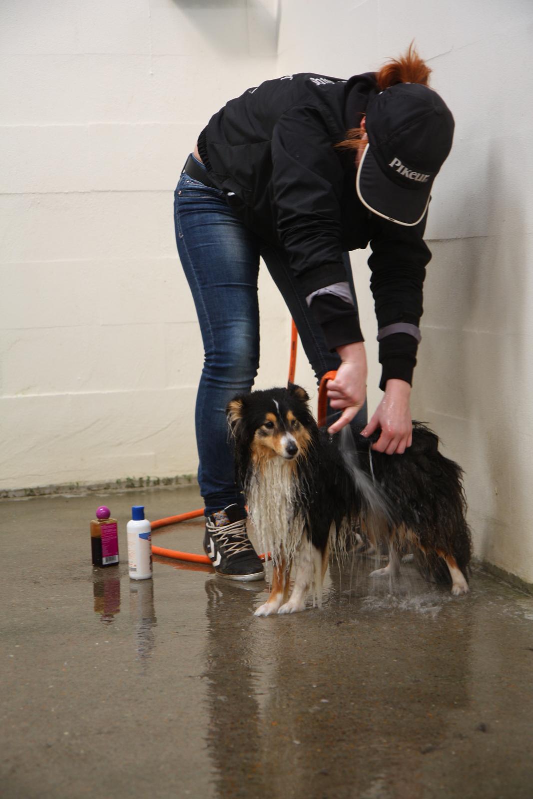 Shetland sheepdog Martedal Fritz - Tid til et bad, efter at have været ude at svømme for første gang :) billede 2