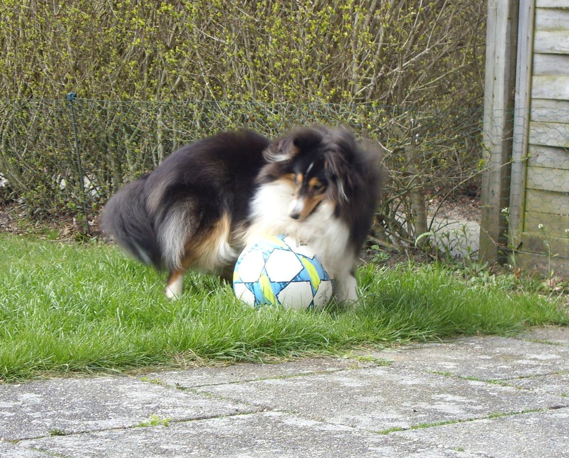 Shetland sheepdog Martedal Fritz - Wuhuu, fodbold! billede 7