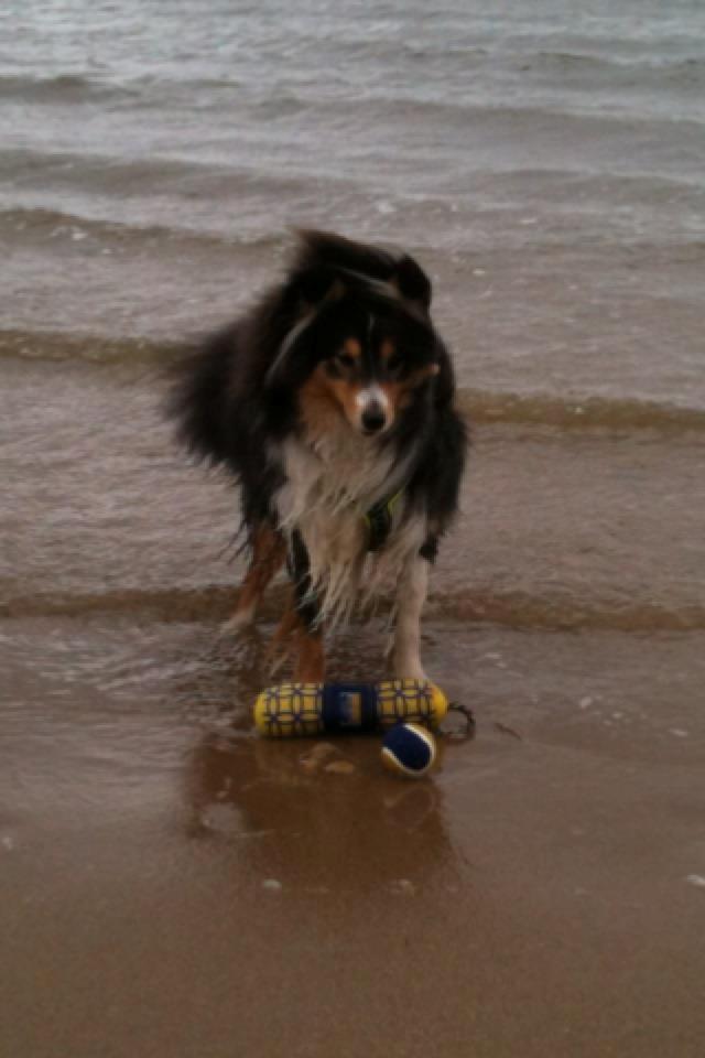 Shetland sheepdog Martedal Fritz - En tur til Marbæk, dejligt at få badet lidt selvom det blæste :) billede 4
