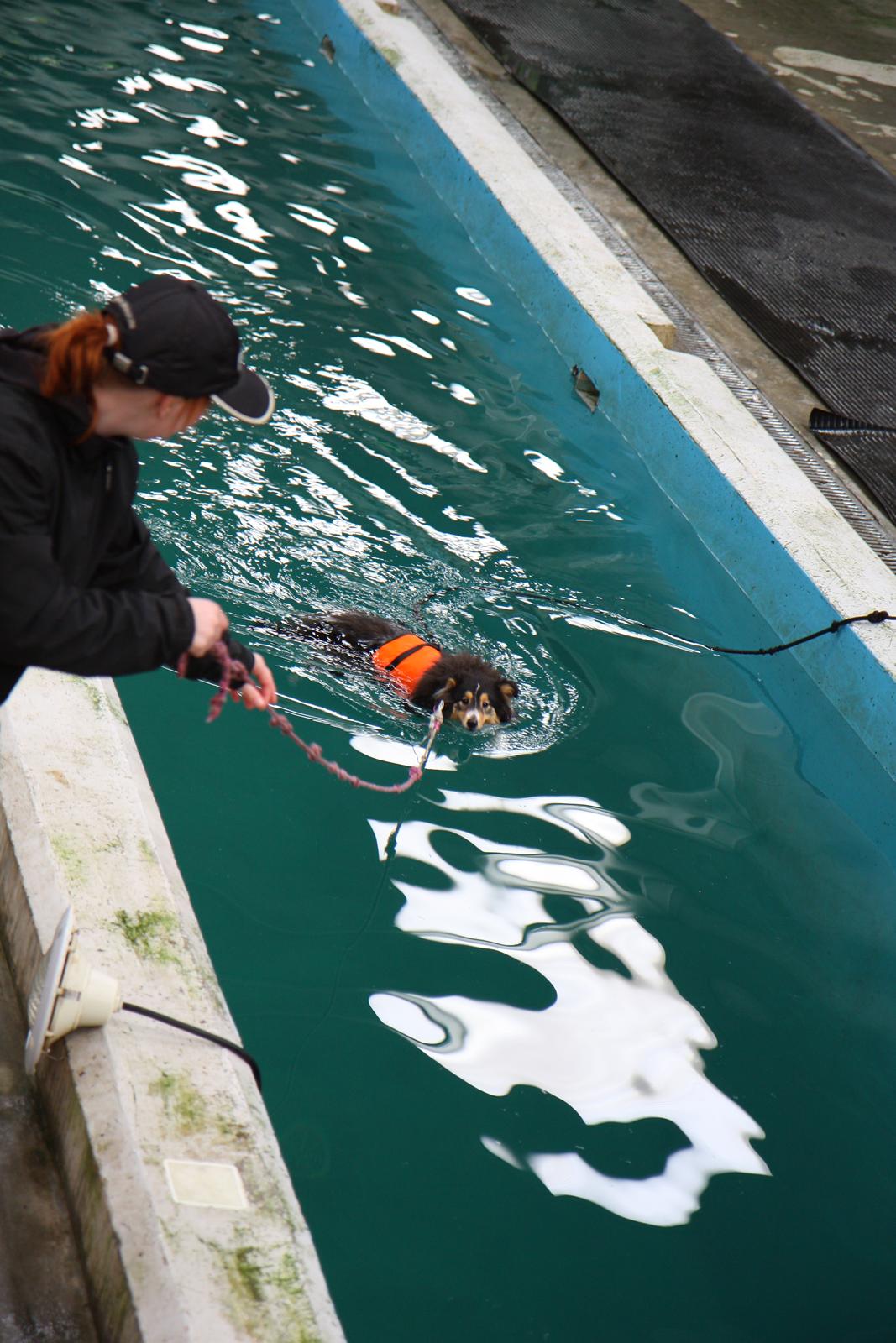 Shetland sheepdog Martedal Fritz - Fritz' første tur i svømmehal billede 3