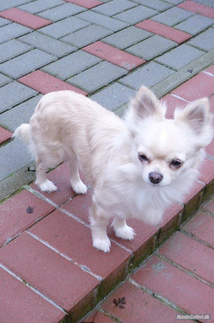 Chihuahua Timon billede 1
