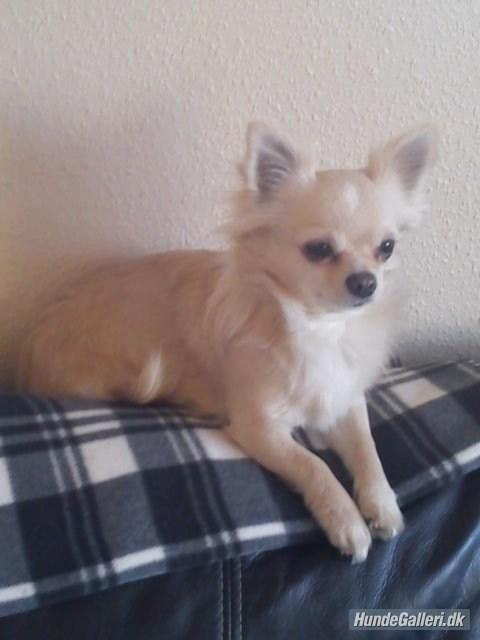Chihuahua Timon billede 2