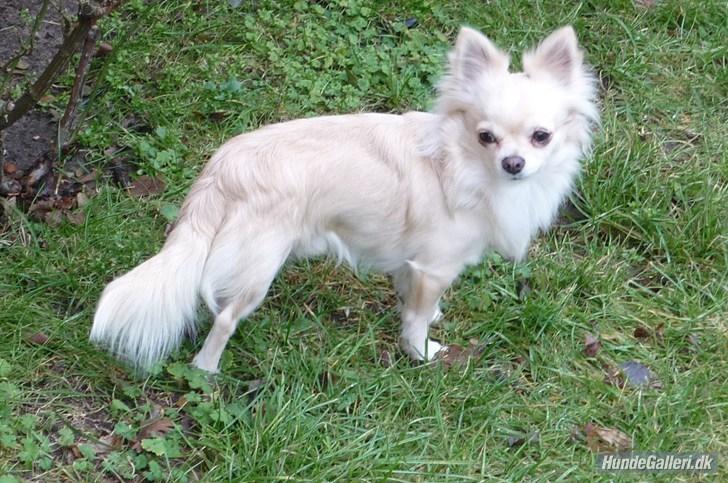 Chihuahua Timon billede 5