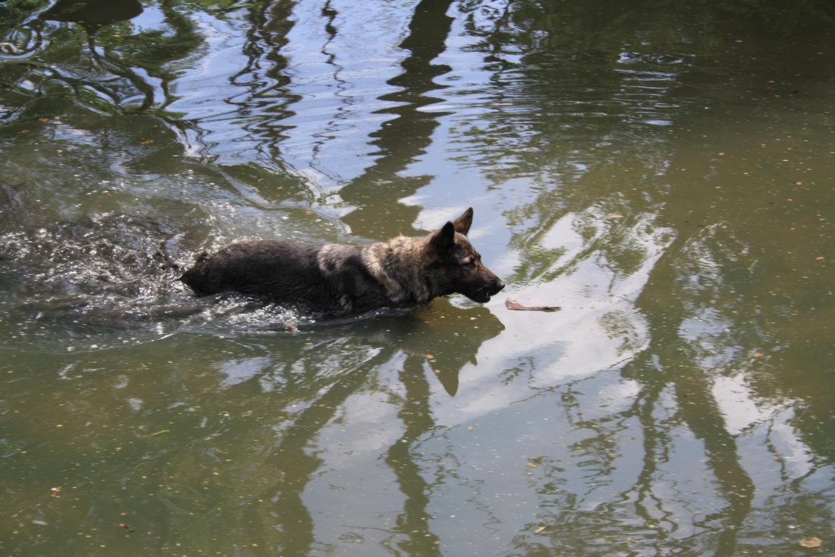 Schæferhund Sund Hund Ella billede 20