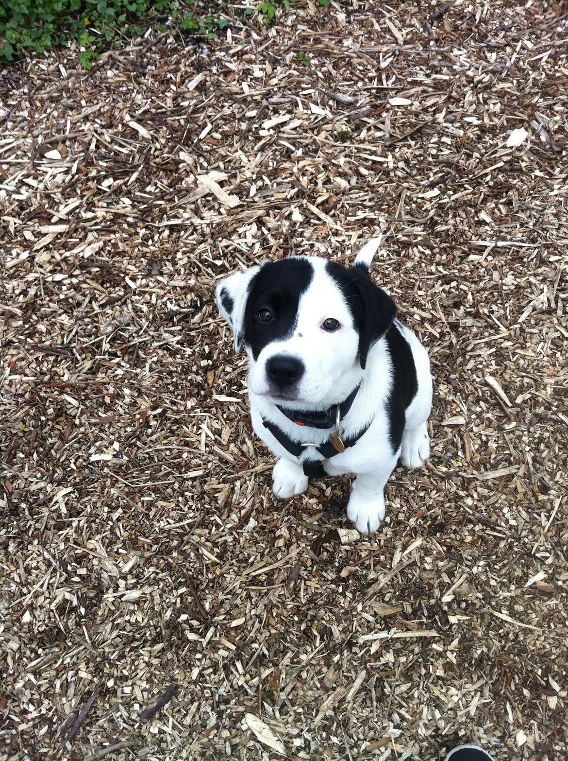 Blanding af racer Anton billede 2