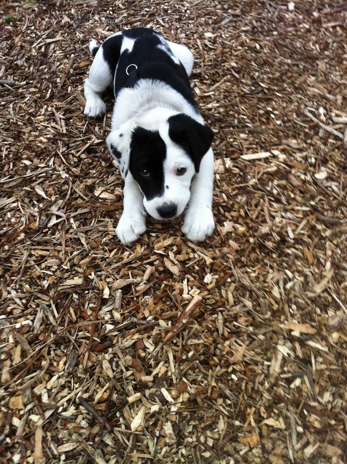 Blanding af racer Anton billede 7