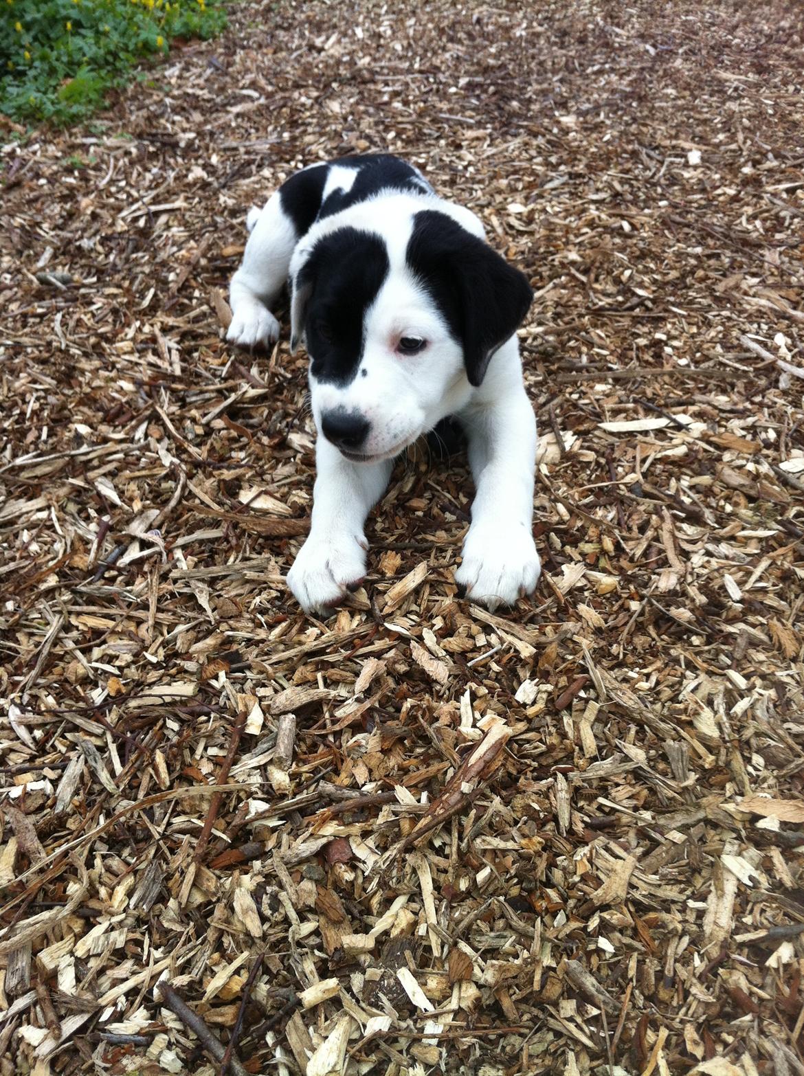 Blanding af racer Anton billede 8