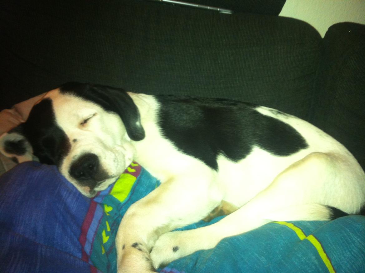 Blanding af racer Anton billede 9