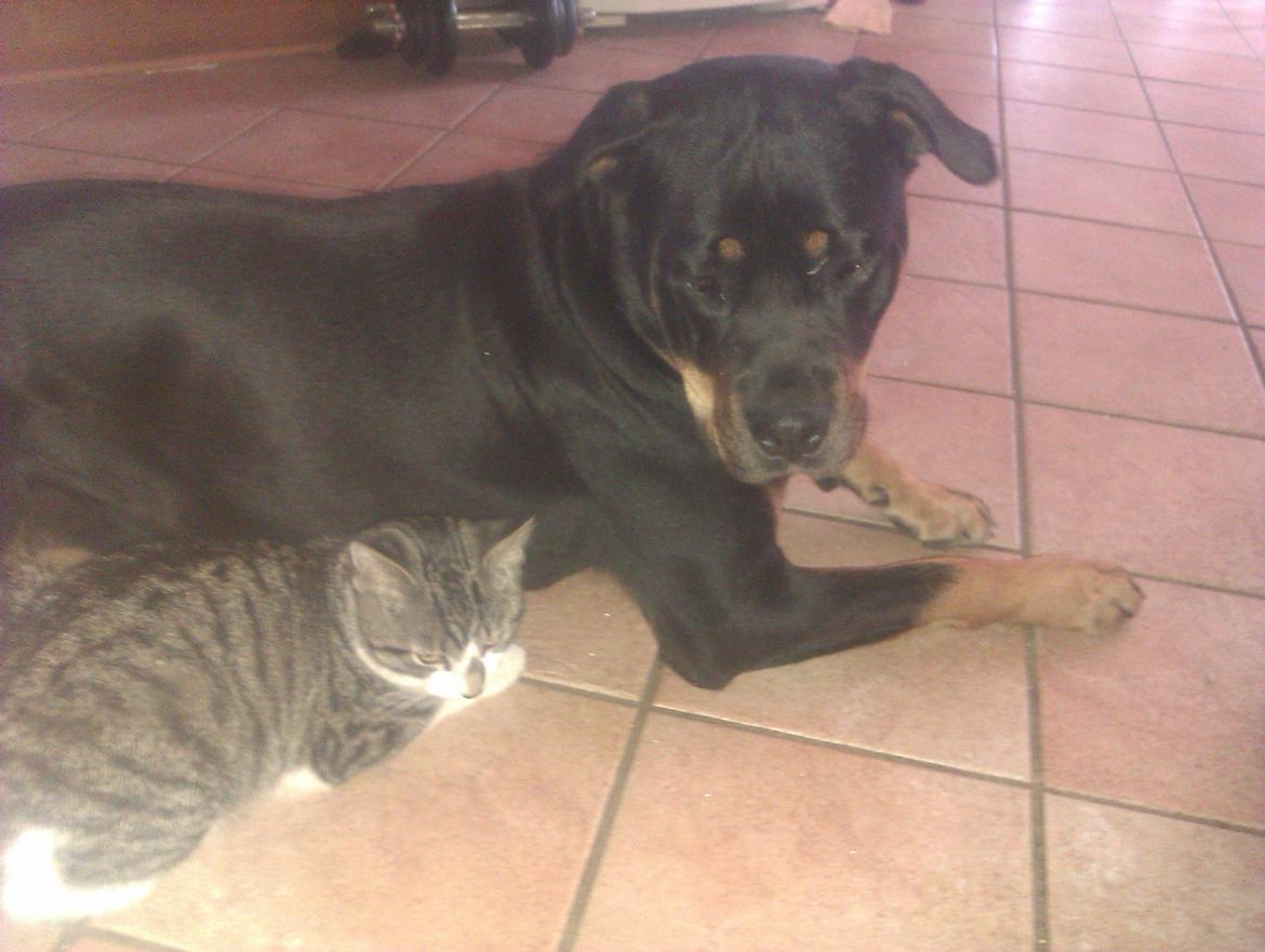 Blanding af racer Hunden ( rotte/cc ) billede 19