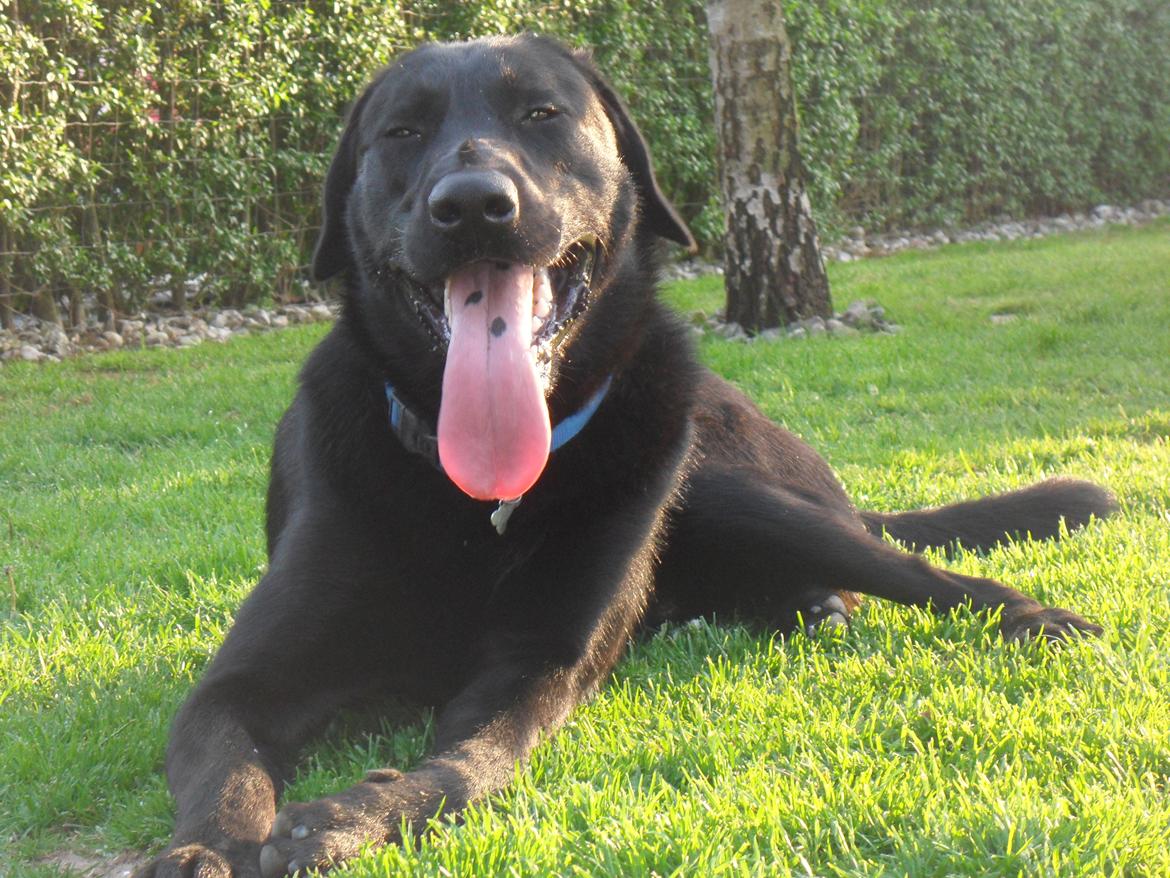 Blanding af racer | Buster billede 10