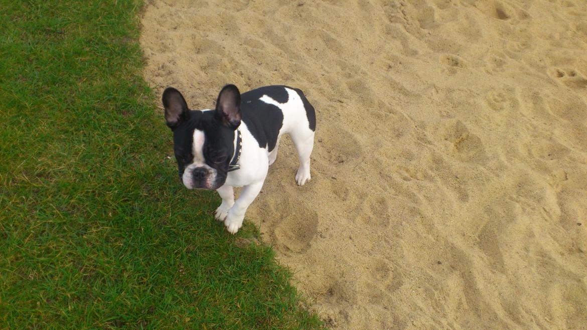 Fransk bulldog Kaiser billede 7