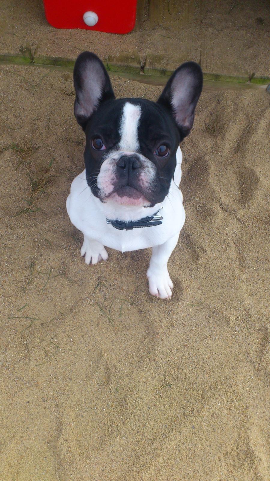 Fransk bulldog Kaiser billede 8