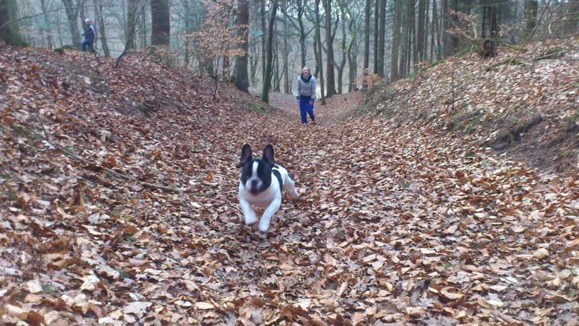 Fransk bulldog Kaiser billede 10