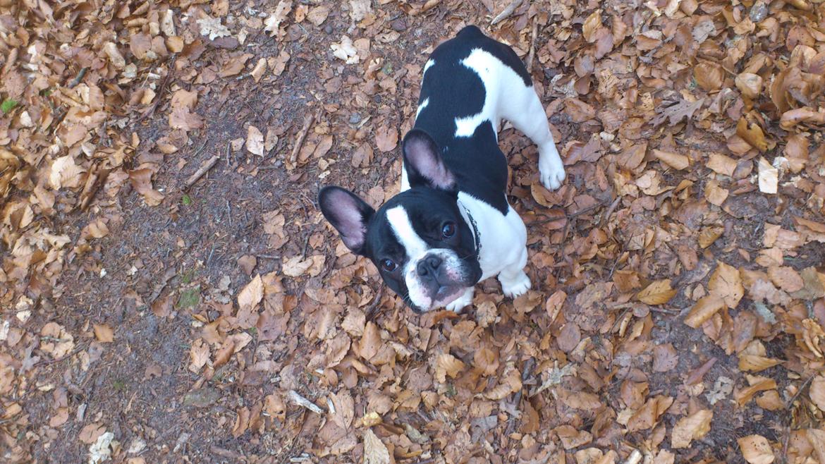 Fransk bulldog Kaiser billede 11