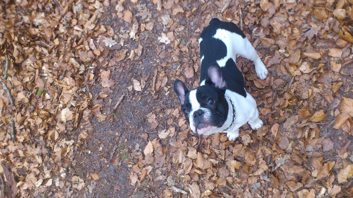 Fransk bulldog Kaiser billede 12