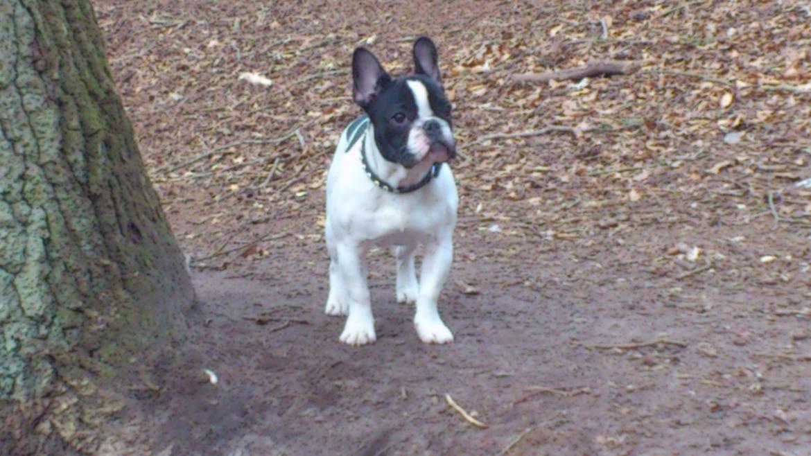 Fransk bulldog Kaiser billede 13