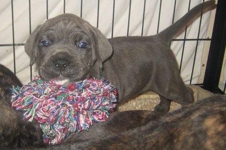 Cane corso "Obelix" Kolodo Della dorsale billede 1