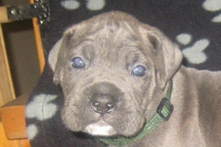 Cane corso "Obelix" Kolodo Della dorsale billede 2