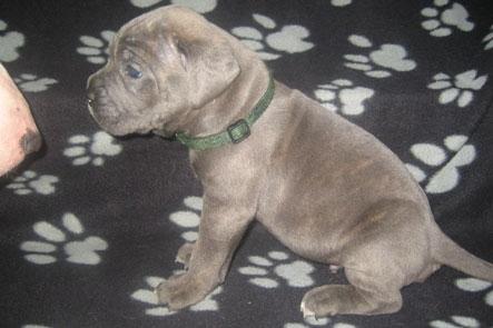 Cane corso "Obelix" Kolodo Della dorsale billede 3