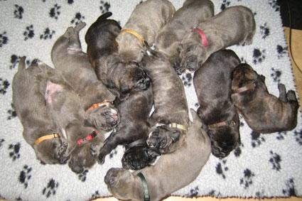 Cane corso "Obelix" Kolodo Della dorsale billede 4