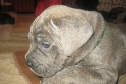 Cane corso "Obelix" Kolodo Della dorsale billede 5