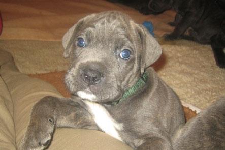 Cane corso "Obelix" Kolodo Della dorsale billede 6