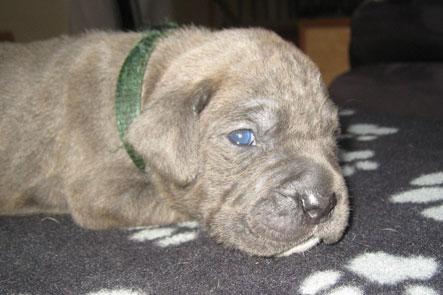 Cane corso "Obelix" Kolodo Della dorsale billede 7