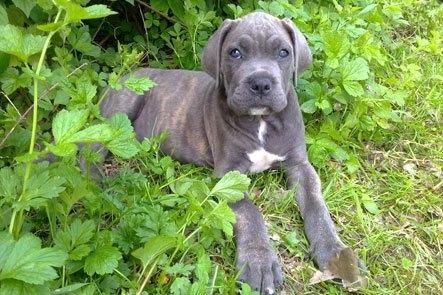 Cane corso "Obelix" Kolodo Della dorsale billede 8
