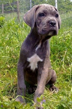 Cane corso "Obelix" Kolodo Della dorsale billede 9