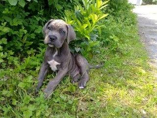 Cane corso "Obelix" Kolodo Della dorsale billede 10