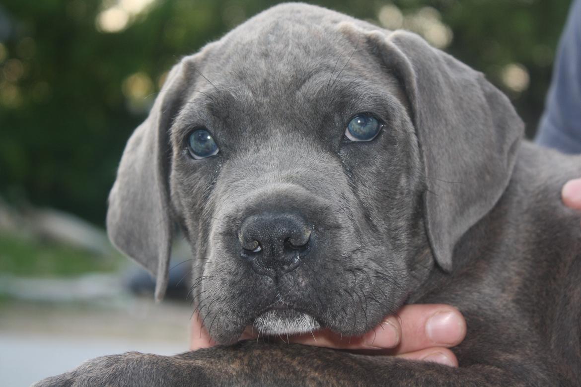 Cane corso "Obelix" Kolodo Della dorsale billede 11