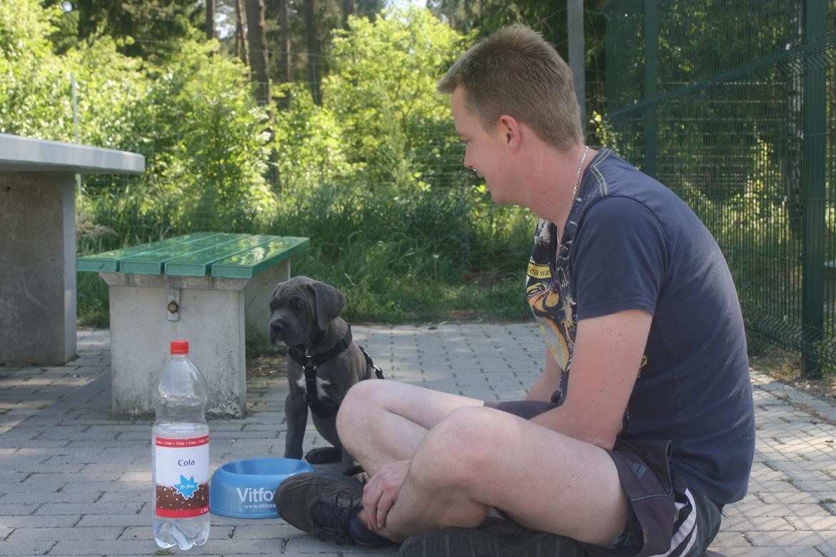 Cane corso "Obelix" Kolodo Della dorsale billede 12