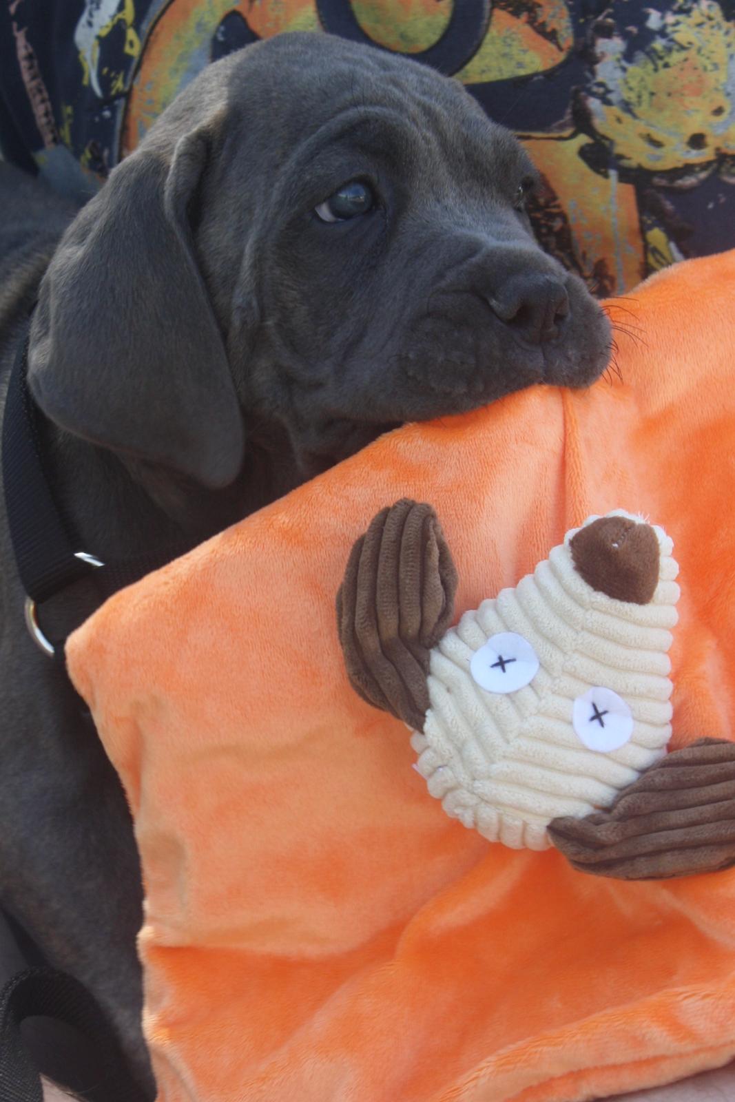 Cane corso "Obelix" Kolodo Della dorsale billede 13