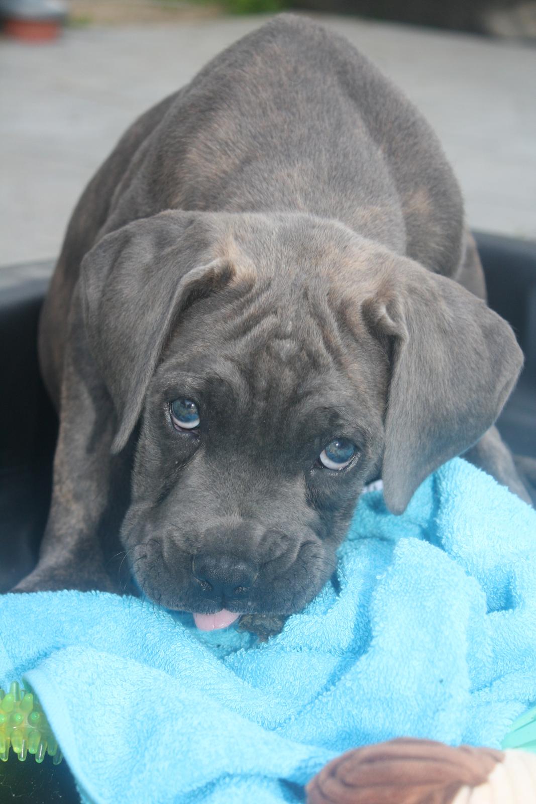Cane corso "Obelix" Kolodo Della dorsale billede 14