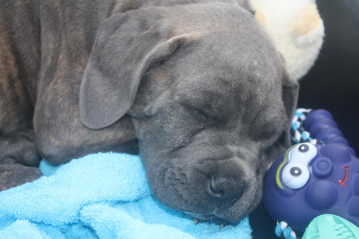 Cane corso "Obelix" Kolodo Della dorsale billede 15
