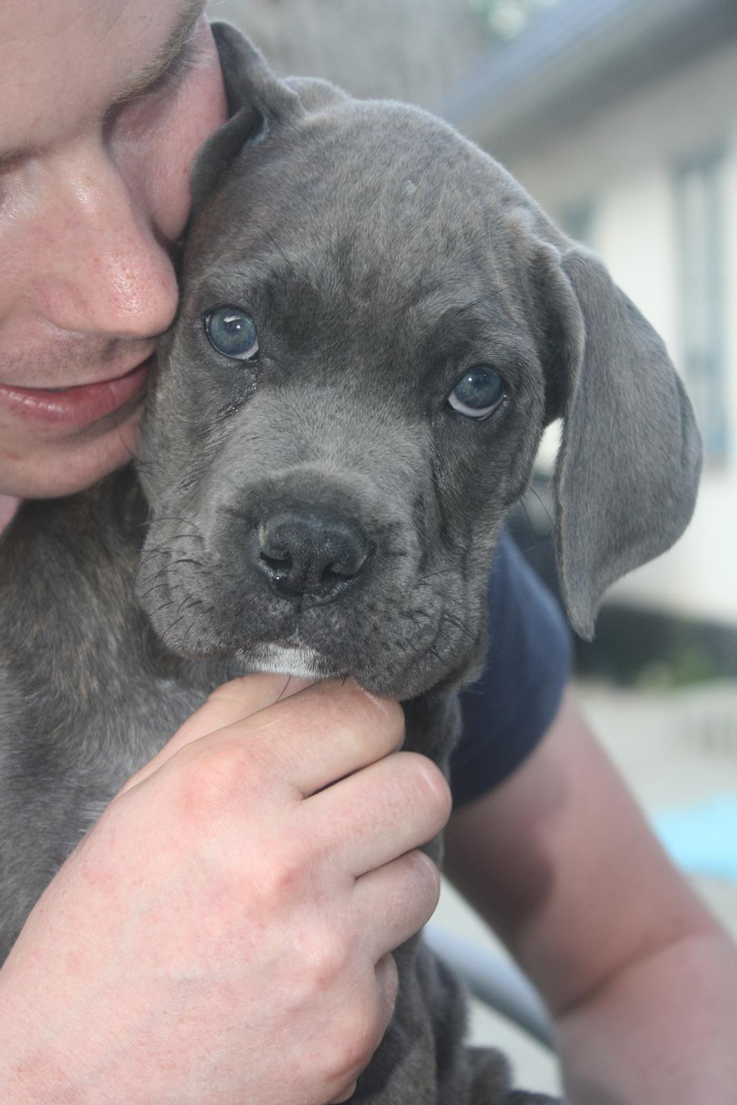 Cane corso "Obelix" Kolodo Della dorsale billede 16