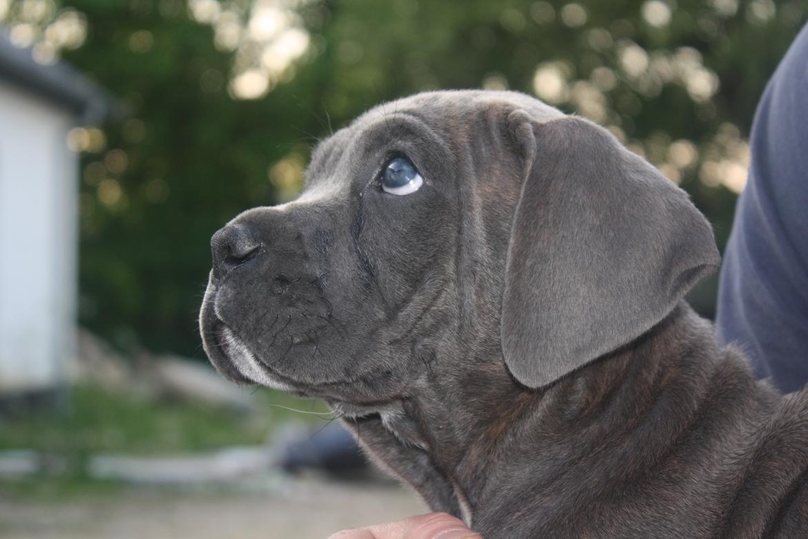 Cane corso "Obelix" Kolodo Della dorsale billede 17
