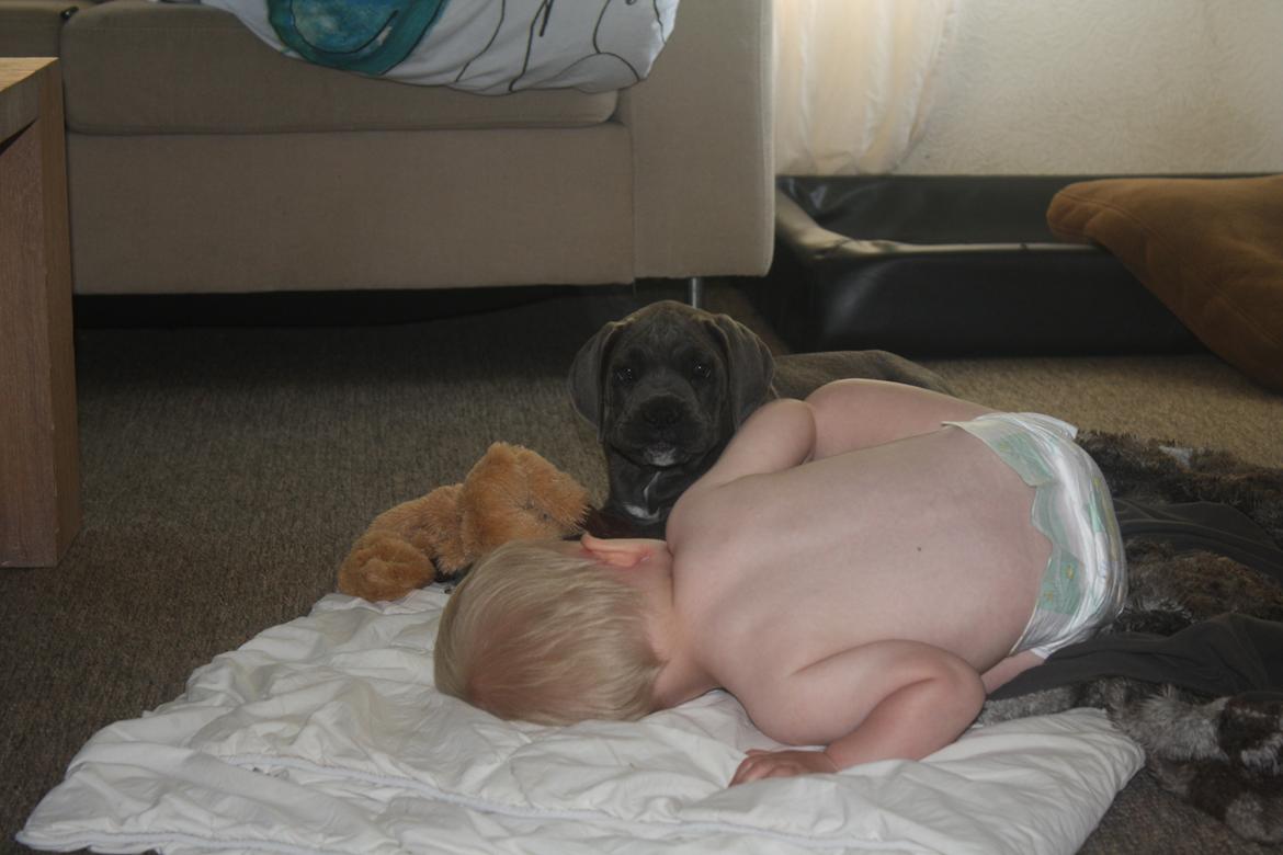 Cane corso "Obelix" Kolodo Della dorsale billede 18