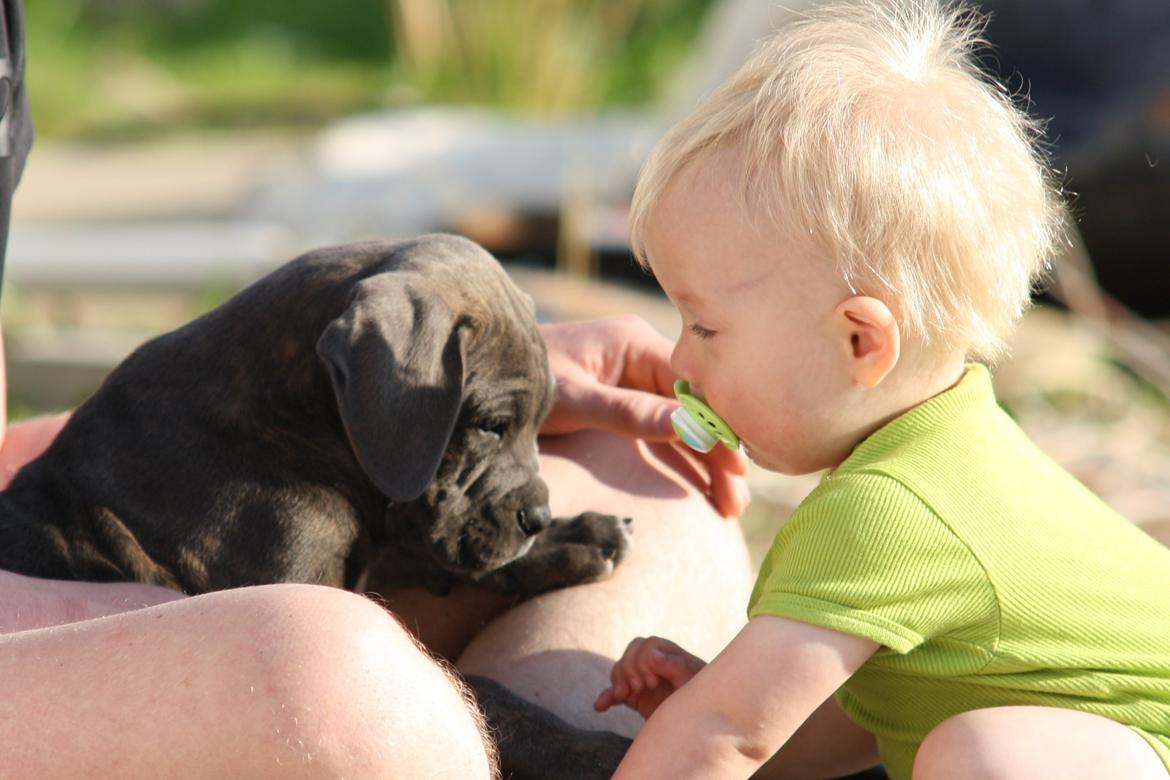 Cane corso "Obelix" Kolodo Della dorsale billede 19