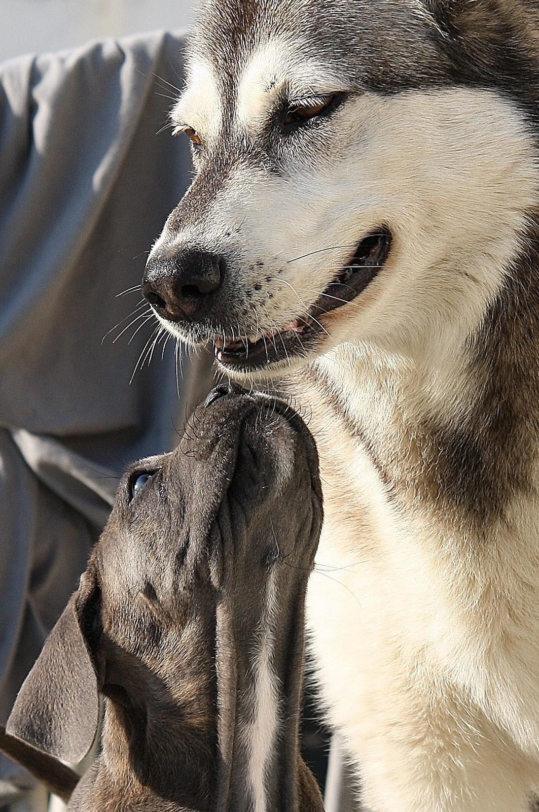 Cane corso "Obelix" Kolodo Della dorsale billede 20