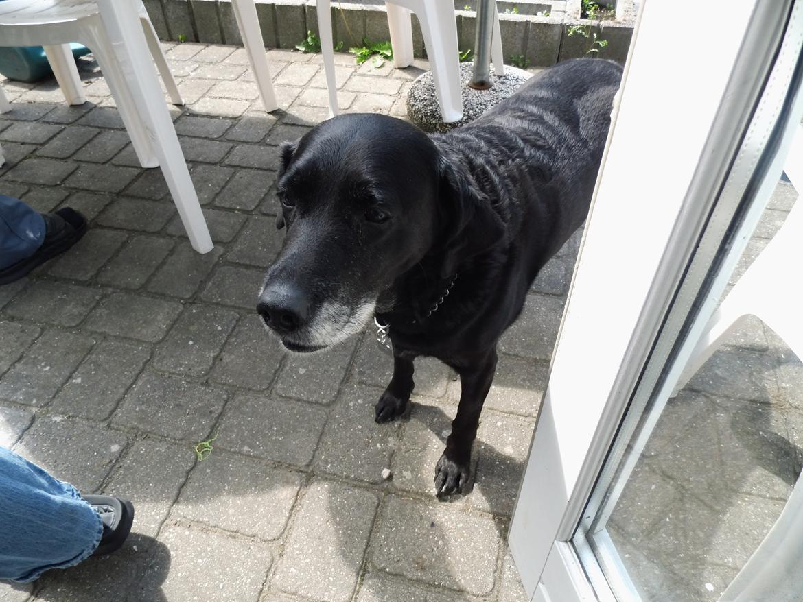 Labrador retriever Sussie billede 1